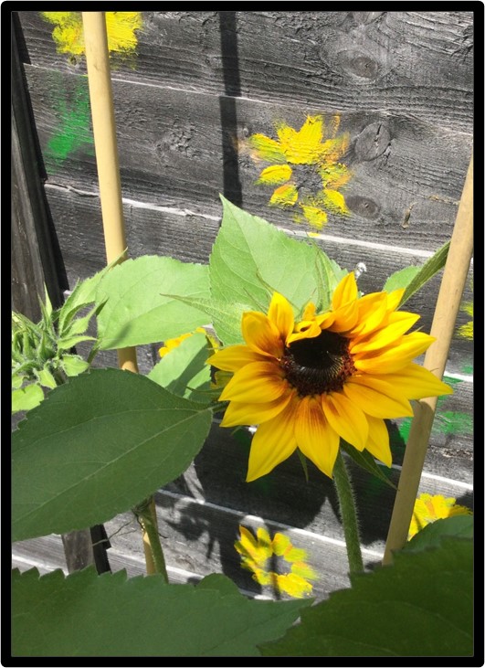 Own photo of a Helios Flame sunflower from my garden