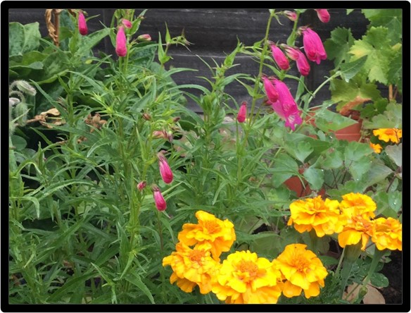 Own photo of Penstemon and Marigolds