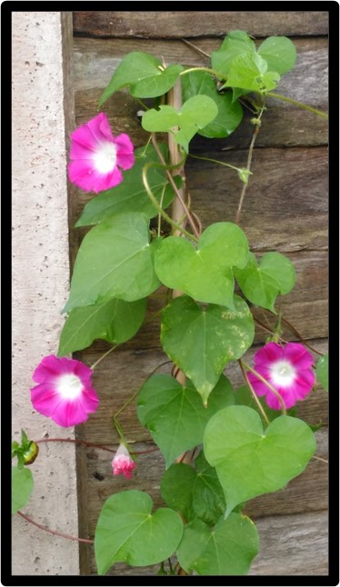 Own photo of Morning Glory