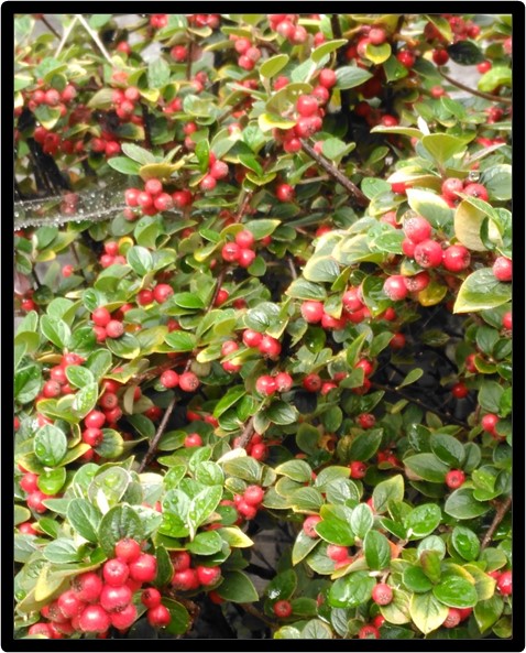 Own photo of a cotoneaster